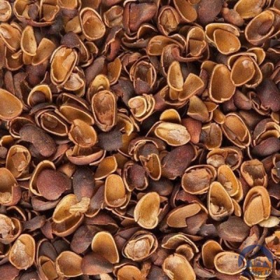Скорлупа Кедрового Ореха (Barus Nut Shell) купить в Калуге